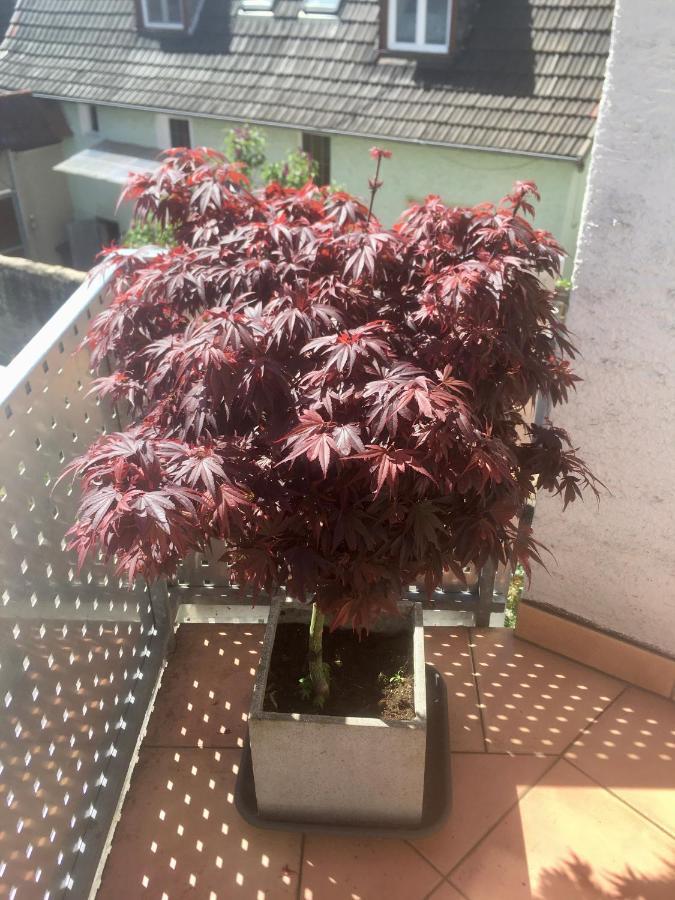 Ferienwohnung Naegler Erbach  エクステリア 写真